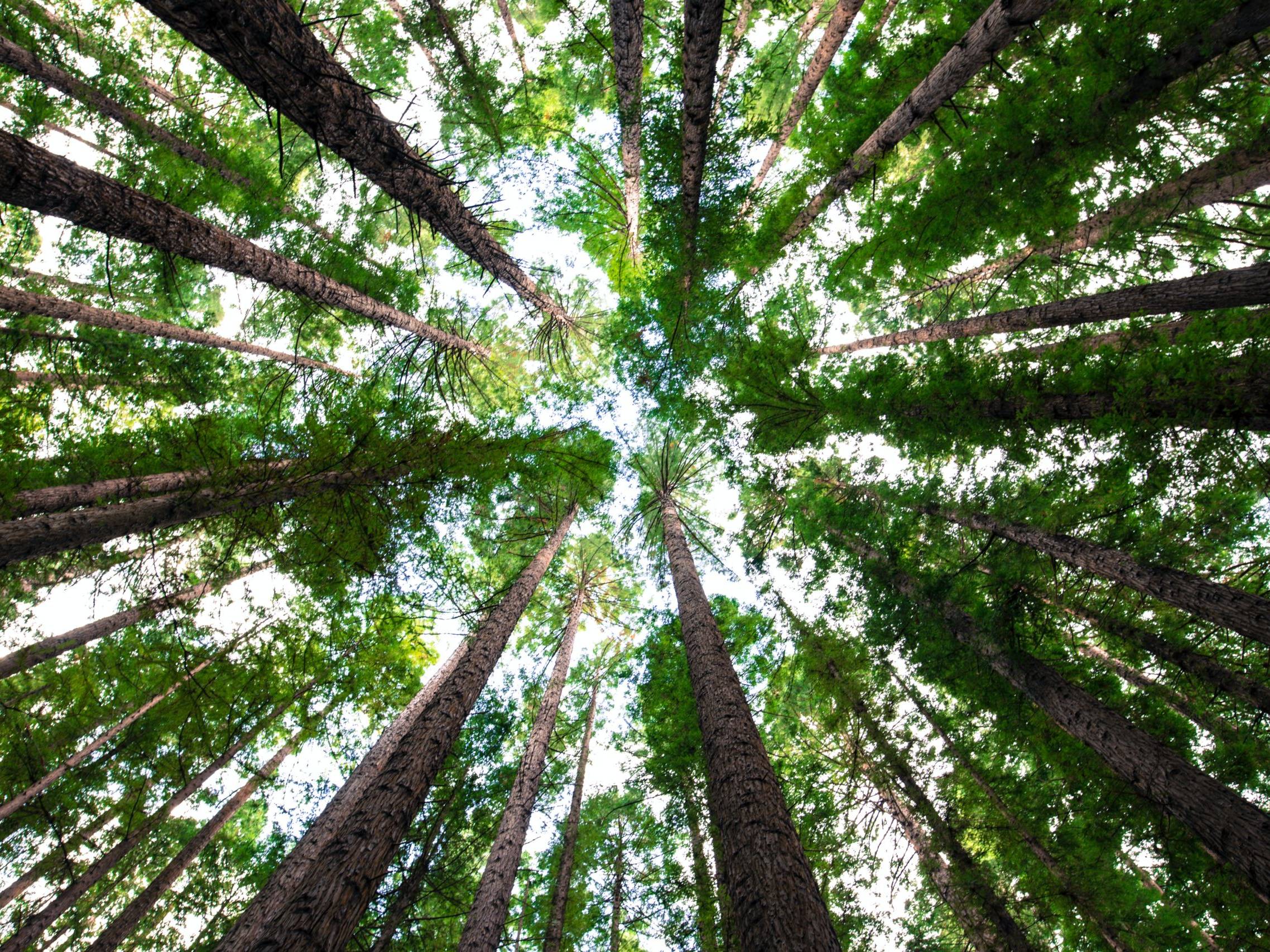 low angle photography of green trees