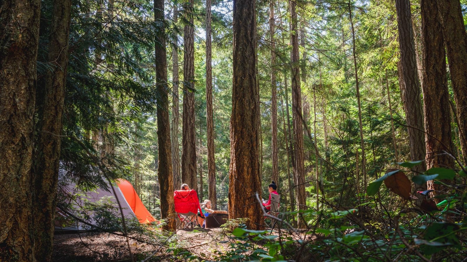 people sitting on ground surrounded by trees during daytime