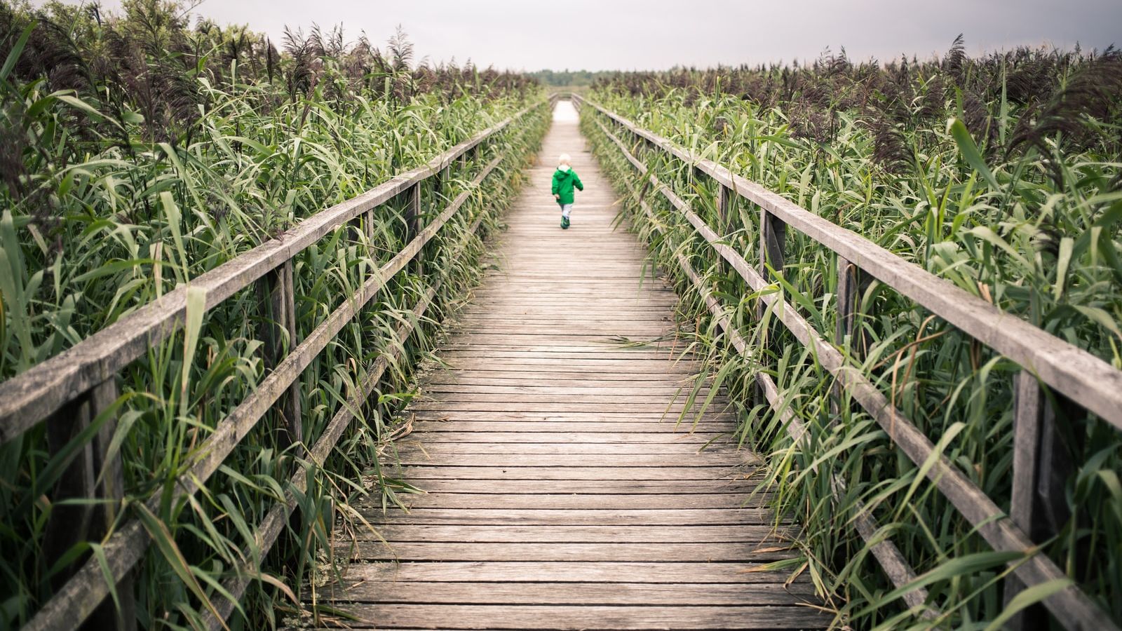 toddler walking on bridge near corn field during daytime