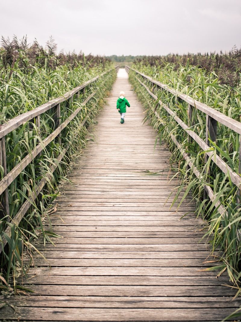 toddler walking on bridge near corn field during daytime