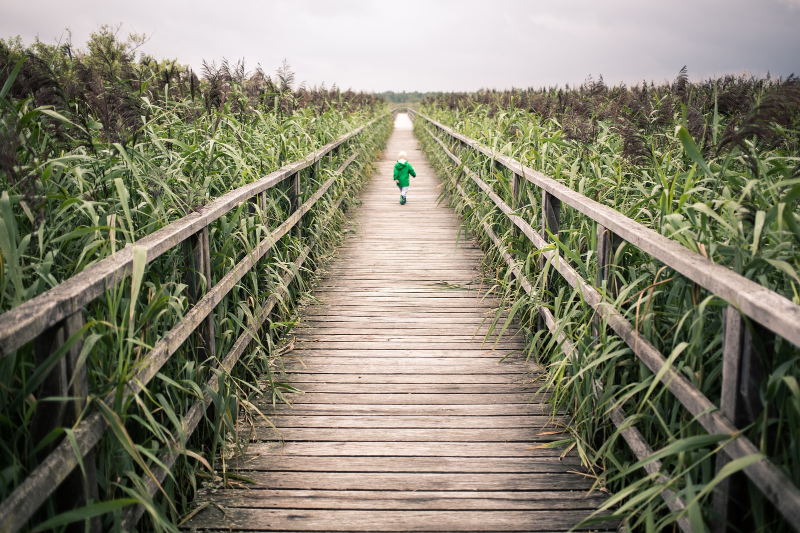 toddler walking on bridge near corn field during daytime