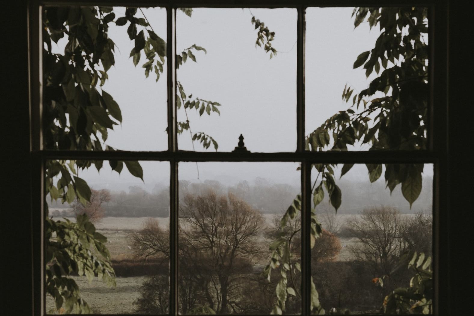 window overlooking green trees