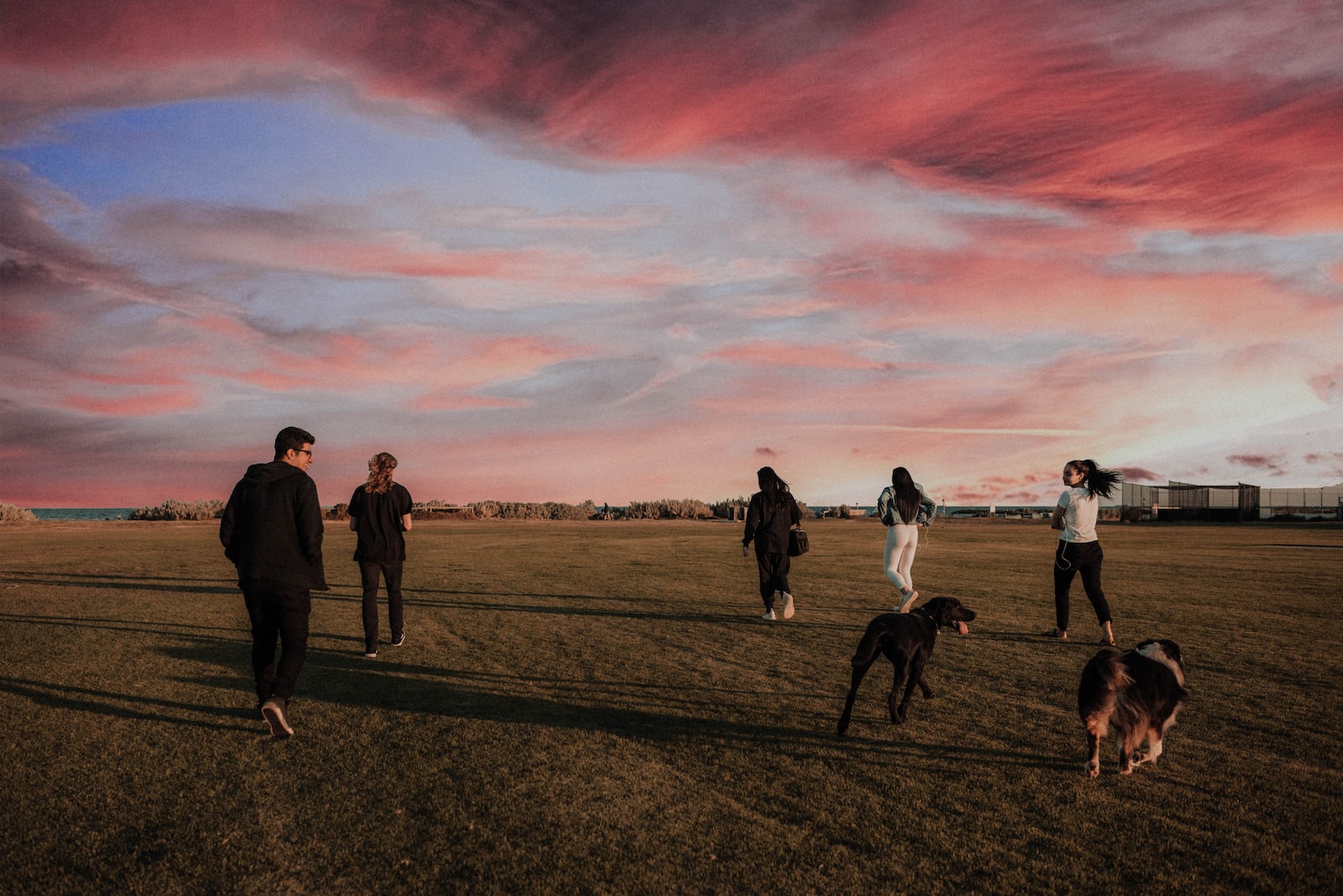 four women and one man running together with two dogs on grass field